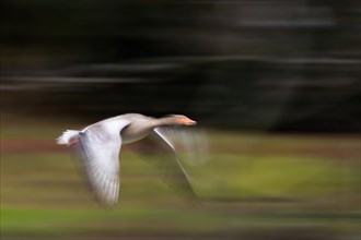 Greylag goose (Anser anser), flying, moving, motion blur, Hesse, Germany, Europe
