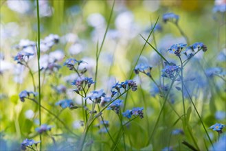 Blooming forget-me-not (Myosotis sp.), blue flowers in a meadow, grass, soft light on a sunny day,