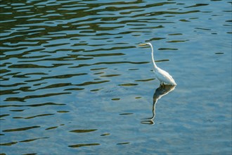 Great white egret standing in shallow water looking for fish to eat