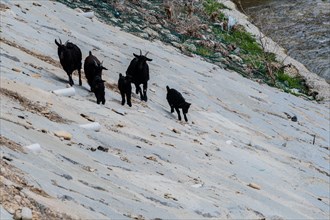 Small herd of black goats on the side of a hill next to a river