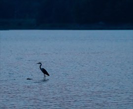 Silhouette of a gray heron standing in a river taken after sunset