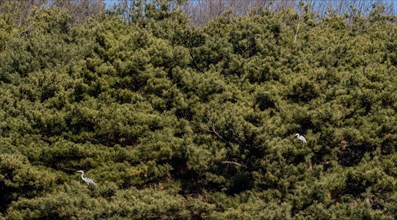 Two gray heron perched on branches in evergreen trees on sunny day