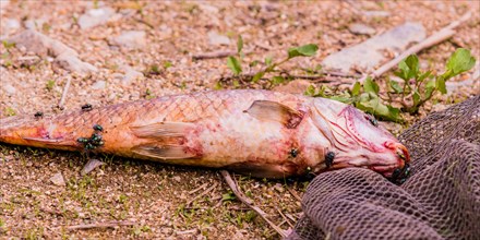 Closeup of flies feasting on the carcass of dead fish laying on the ground next to a black fishing