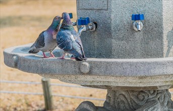 Two pigeons together in a concrete water fountain with blue handle on chrome faucets