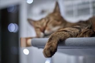 Image of a purebred Bengal cat lying on a hammock attached to a heater. Pet care concept. Mixed