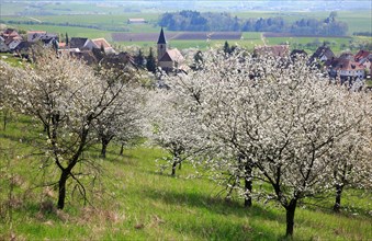 Cherry blossom near Schlaifhausen in Franconian Switzerland, district of Forchheim, Upper
