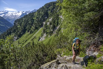 Mountaineer on hiking trail through mountain pines, Berliner Hoehenweg, behind summit Grosser