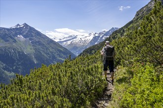 Mountaineer on hiking trail between mountain pines, Berliner Hoehenweg, summit Grosser Moeseler and