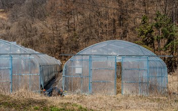 Front side view of plastic greenhouses in rural wooded countryside on sunny day