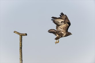 Steppe buzzard (Buteo buteo), flying off, Emsland, Lower Saxony, Germany, Europe
