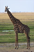 Angolan giraffe (Giraffa angolensis), animal, ungulate, travel, destination, safari, steppe,