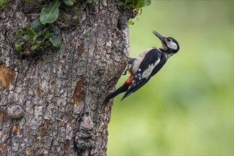 Great spotted woodpecker (Dendrocopos major), female, on tree trunk, Castile-Leon province, Spain,