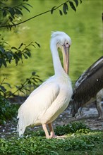 Great white pelican (Pelecanus onocrotalus), Bavaria, Germany, Europe