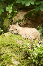 Eurasian lynx (Lynx lynx) youngsters on a rock, playing, Bavaria, Germany, Europe