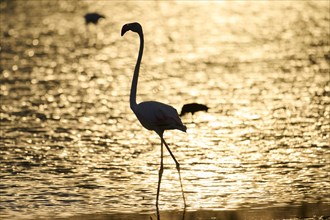 Greater Flamingo (Phoenicopterus roseus) walking in the water at sunset, Parc Naturel Regional de