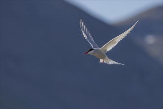 Arctic tern (Sterna paradisaea), in flight, Iceland, Europe