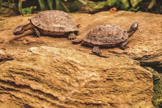 Two tortoises sunbathing on rocks, Krefeld Zoo, Krefeld, North Rhine-Westphalia, Germany, Europe