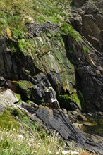 Moss-covered cliff below the Pointe Saint-Mathieu, Plougonvelin, Finistere department, Brittany