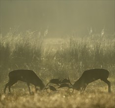 Fallow deer (Cervus dama), male, rutting, fighting, Hesse, Germany, Europe