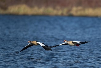 A pair of Nile geese flying over a lake, Lake Kemnader, Ruhr area, North Rhine-Westphalia, Germany,