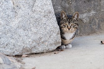 Black and white tabby cat crouching next to a large bolder