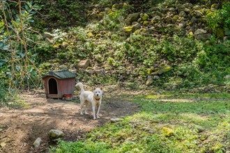 Chained white dog standing in front of doghouse with hillside in background