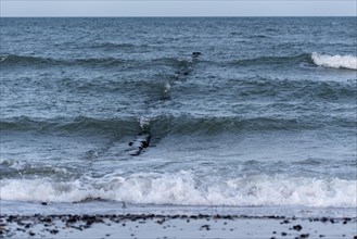 View of foam waves gently lapping against a sandy beach, breakwater, Baltic Sea, Zingst,