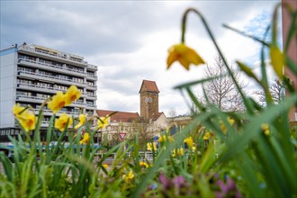 Vibrant spring flowers with a city church in the blurred background, Pforzheim, Germany, Europe