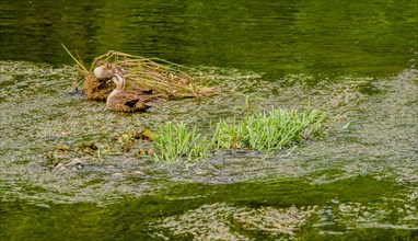 Two spot-billed ducks together in a river with one sitting on brown plant