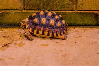 African Spur Thigh Tortoise resting next to brick wall in concrete holding pen
