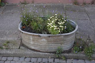 Flowers in a metal tub standing on the street, Germany, Europe
