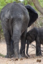 Small African elephant (Loxodonta africana), seeks protection from mother, family, confidence,