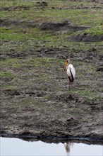 Yellow-billed stork (Mycteria ibis), bird, wild, free-living, waiting, waiting, safari, tourism, on