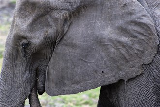 Eating elephant (Loxodonta africana), eating, food, nutrition, close-up, head, head portrait,