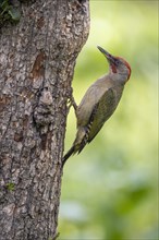 Iberian green woodpecker (Picus viridis sharpei) (Picus sharpei), male, on the trunk, Castile-Leon