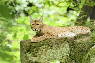 Eurasian lynx (Lynx lynx) lying on a rock, Bavaria, Germany, Europe