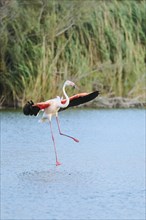Greater Flamingo (Phoenicopterus roseus) landing in the water, flying, Parc Naturel Regional de