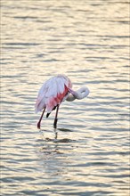 Greater Flamingo (Phoenicopterus roseus) standing in the water, Parc Naturel Regional de Camargue,