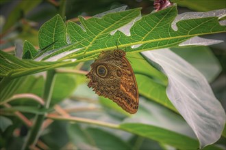A butterfly with an eye pattern on the underside of its wings rests on a leaf, Krefeld Zoo,