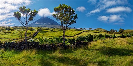 Extensive green hilly landscape with the volcanic cone of Pico framed by trees and blue-white sky,