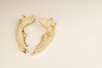 Jaw bones of dead animal with teeth intact isolated on white background