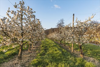 Orchard with flowering cherry trees (Prunus avium) in the evening light, Canton Thurgau,