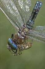 Wasp spider (Argiope bruennichi) with king dragonfly (Anax imperator), Emsland, Lower Saxony,
