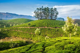 Kerala India travel background, green tea plantations in Munnar, Kerala, India, tourist attraction,