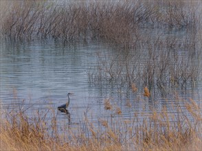 Young gray heron standing in shallow water surrounded by tall reeds and golden colored grass on a