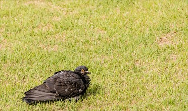 Closeup of black pigeon roosting on the ground in green grass