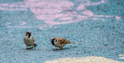 Two small sparrows gathering food on a paved walkway in South Korea