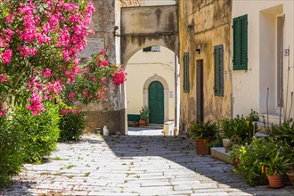 Narrow cobbled alley with potted plants and flowering bushes in Sant'ilario in Campo, Elba, Tuscan