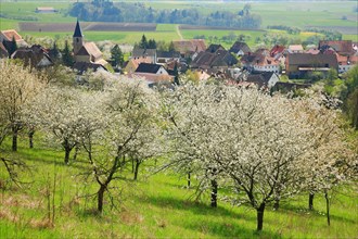 Cherry blossom near Schlaifhausen in Franconian Switzerland, district of Forchheim, Upper