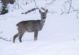 European roe deer (Capreolus capreolus), doe standing in the snow, captive, Thuringia, Germany,